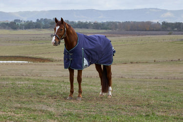 Weatherbeeta Comfitec Plus Dynamic Turnout 220G Navy/Forest Green| Online For Equine