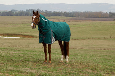 Weatherbeeta Comfitec Plus Dynamic Turnout Detach-A-Neck 0G Forest Green/ Navy| Online For Equine
