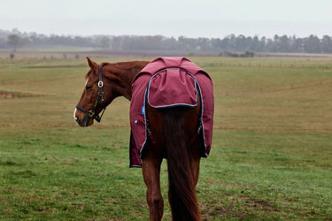 Weatherbeeta Comfitec Prelim Turnout 0G| Online For Equine