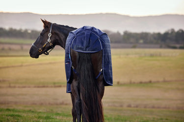 Weatherbeeta Comfitec Prelim Turnout 220G Navy Embossed Plaid| Online For Equine