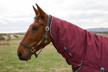 Weatherbeeta Comfitec Prelim Turnout Combo 0G| Online For Equine