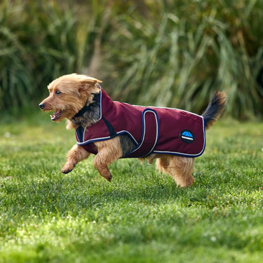 Weatherbeeta Comfitec Premier Deluxe Waterproof Dog Coat Burgundy/ Navy| Online For Equine
