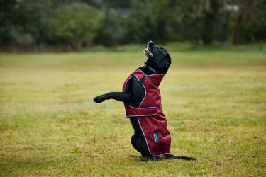 Buy Weatherbeeta Comfitec Premier Deluxe Waterproof Dog Coat Navy/Burgundy | Online for Equine