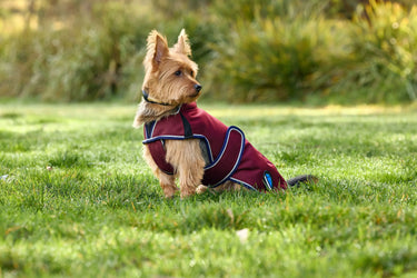 Buy Weatherbeeta Comfitec Premier Deluxe Waterproof Dog Coat Navy/Burgundy | Online for Equine