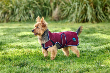 Buy Weatherbeeta Comfitec Premier Deluxe Waterproof Dog Coat Navy/Burgundy | Online for Equine