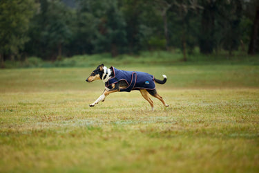 Weatherbeeta Comfitec Premier Deluxe Waterproof Dog Coat Navy/ Burgundy| Online For Equine