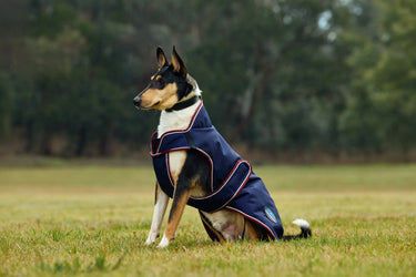 Weatherbeeta Comfitec Premier Deluxe Waterproof Dog Coat Navy/ Burgundy| Online For Equine