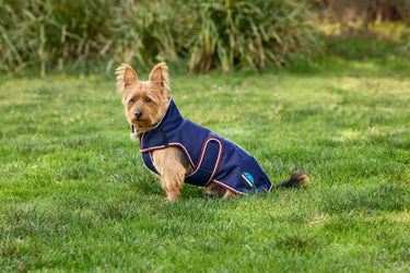 Weatherbeeta Comfitec Premier Deluxe Waterproof Dog Coat Navy/ Burgundy| Online For Equine
