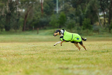Weatherbeeta Comfitec Reflective 300D Deluxe Showerproof Dog Coat Yellow| Online For Equine