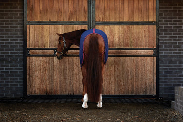 Weatherbeeta Cotton Sheet Standard Neck| Online For Equine