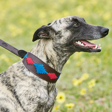 Weatherbeeta Lurcher Polo Leather Dog Collar Beaufort Brown/Pink/Blue| Online For Equine