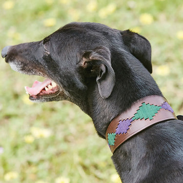 Weatherbeeta Lurcher Polo Leather Dog Collar Beaufort Brown/Purple/Teal| Online For Equine