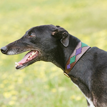 Weatherbeeta Lurcher Polo Leather Dog Collar Beaufort Brown/Purple/Teal| Online For Equine