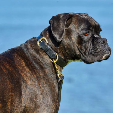 Buy Weatherbeeta Padded Leather Black Dog Collar | Online for Equine