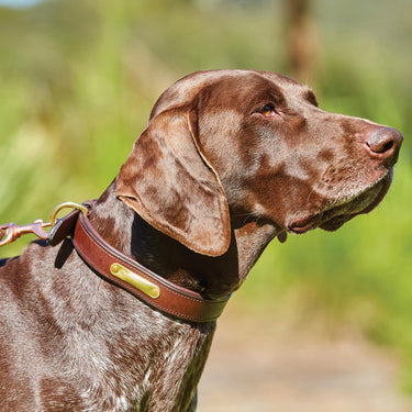 Buy Weatherbeeta Padded Leather Tan Dog Collar | Online for Equine