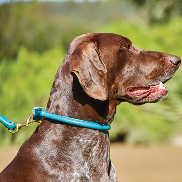 Weatherbeeta Rolled Leather Black Dog Collar| Online For Equine