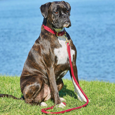 Weatherbeeta Rolled Leather Black Dog Collar| Online For Equine