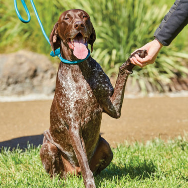 Weatherbeeta Rolled Leather Brown Dog Collar| Online For Equine