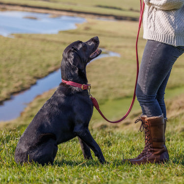 Buy Weatherbeeta Rolled Leather Maroon Dog Collar | Online for Equine