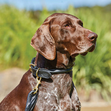 Buy Weatherbeeta Rolled Leather Maroon Dog Collar | Online for Equine