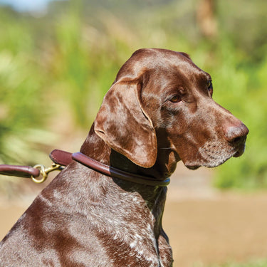 Buy Weatherbeeta Rolled Leather Maroon Dog Collar | Online for Equine