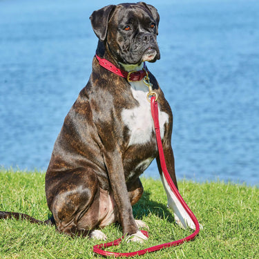Weatherbeeta Rolled Leather Maroon Dog Collar| Online For Equine