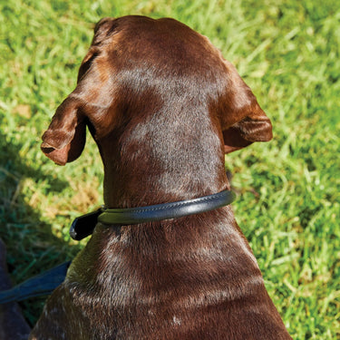 Buy Weatherbeeta Rolled Leather Teal Dog Collar | Online for Equine
