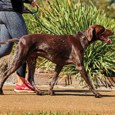 Weatherbeeta Rolled Leather Teal Dog Collar| Online For Equine