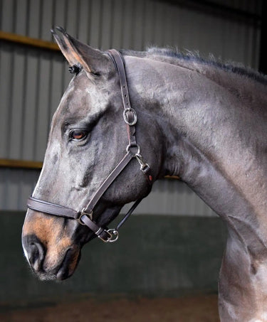 Buy Whitaker Ready To Ride Leather Headcollar Black| Online for Equine