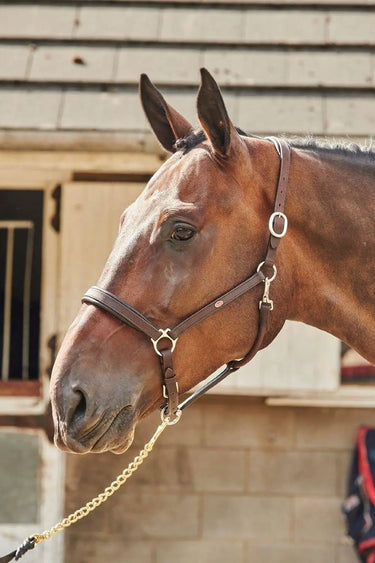 Whitaker Ready To Ride Leather Headcollar Havana| Online For Equine