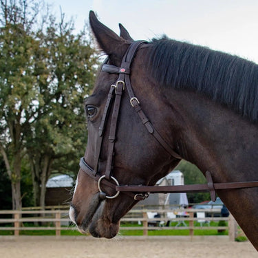 Buy Whitaker Ready To Ride Snaffle Bridle Havana| Online for Equine