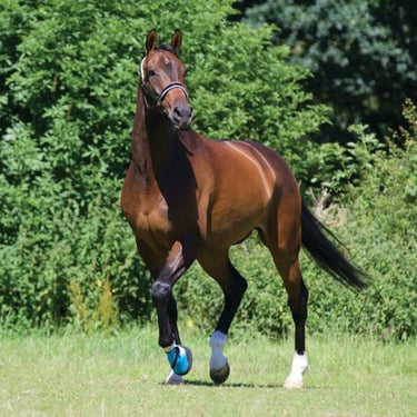 Buy Woof Wear Medical Hoof Boot| Online for Equine