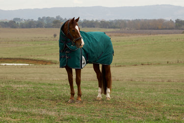 Weatherbeeta Comfitec Plus Dynamic Turnout Detach-A-Neck 100G Forest Green/ Navy