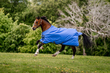 Buy the Horseware Ireland Amigo Hero Ripstop 50g Turnout Rug | Online for Equine
