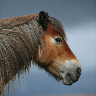 Buy Noisy Greeting Cards| Online for Equine