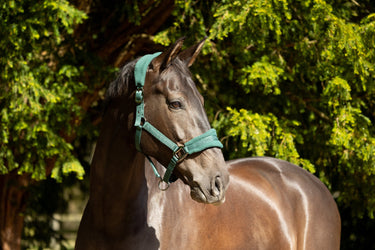 ProReaction Dura Fleece Head Collar by Hy Equestrian| Online For Equine