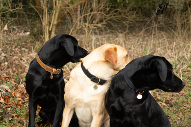 Benji & Flo Noble Suede Dog Collar