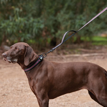 Buy Weatherbeeta Reflective Dog Lead | Online for Equine