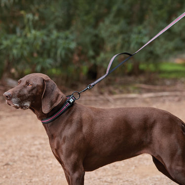Buy Weatherbeeta Reflective Black/Pink Dog Lead | Online for Equine