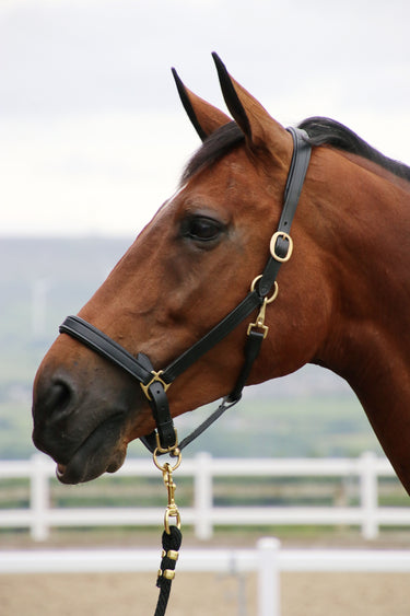 Coldstream Leather Padded Head Collar
