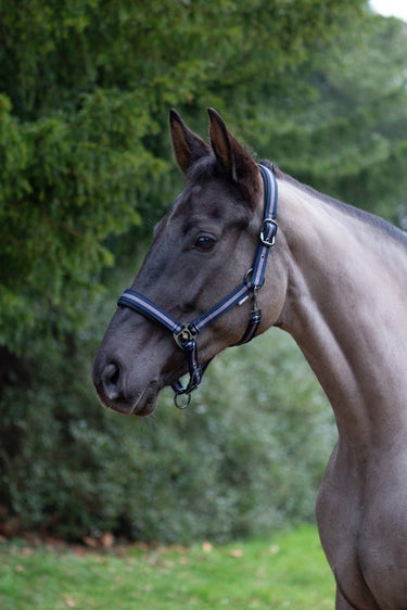Hy Equestrian Ink Head Collar| Online For Equine