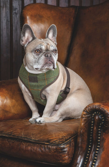 Buy Digby & Fox Tweed Dog Harness| Online for Equine