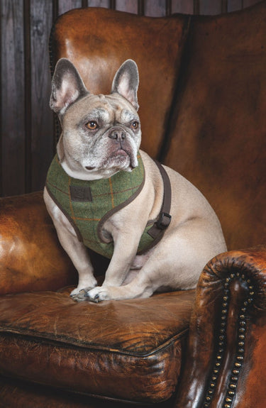 Digby & Fox Tweed Dog Harness