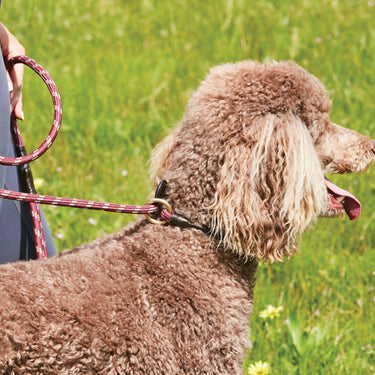 Buy Weatherbeeta Rope Leather Slip Navy/Brown Dog Lead | Online for Equine