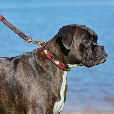 Buy Weatherbeeta Polo Leather Beaufort Brown/Purple/Teal Dog Collar | Online for Equine