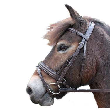 Cavaletti Collection Discovery Flash Bridle