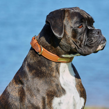 Buy Weatherbeeta Padded Leather Tan Dog Collar | Online for Equine