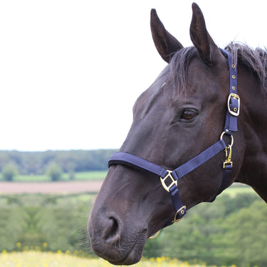Gallop Premium Padded Headcollar with Matching Leadrope