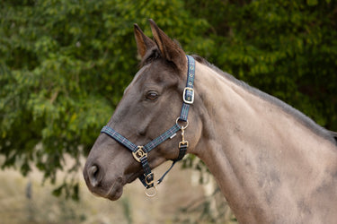Hy Equestrian Tartan Head Collar with Lead Rope| Online For Equine