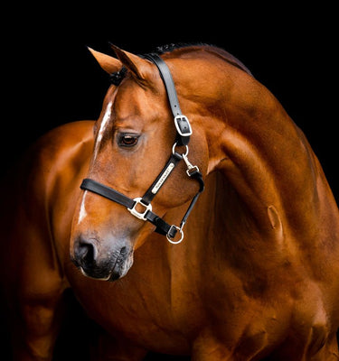 Horseware Ireland Signature Leather Headcollar